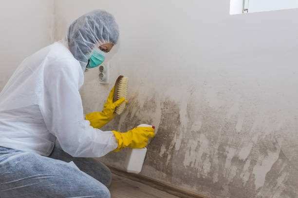 Why You Should Choose Our Mold Remediation Services in Innsbrook, VA